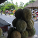 Durian: pictured